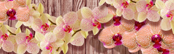    Прекрасная орхидея